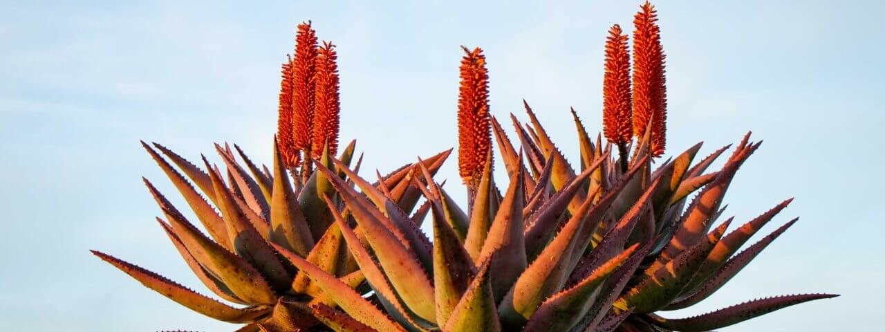 Aloe Ferox header